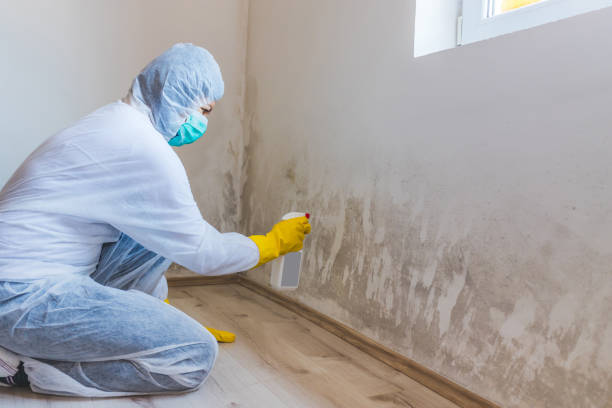 Licensed Basement Mold Remediation service in Glen Rock, NJ - Car Mold Remediation