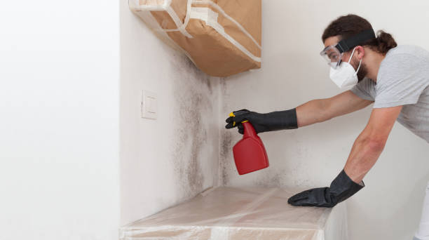 Professional Basement Mold Remediation technician working in Glen Rock, NJ